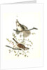 Song Finch by John James Audubon