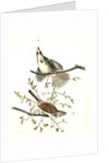 Song Finch by John James Audubon