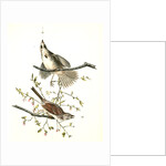 Song Finch by John James Audubon