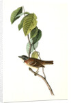 Morton's Finch. Male by John James Audubon