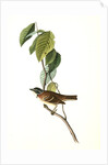 Morton's Finch. Male by John James Audubon