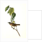 Morton's Finch. Male by John James Audubon