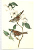 White-throated Finch. 1.Male. 2. Female. (Common Dogwood.) by John James Audubon