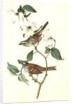 White-throated Finch. 1.Male. 2. Female. (Common Dogwood.) by John James Audubon