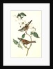 White-throated Finch. 1.Male. 2. Female. (Common Dogwood.) by John James Audubon