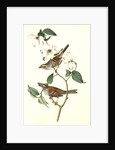 White-throated Finch. 1.Male. 2. Female. (Common Dogwood.) by John James Audubon