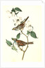 White-throated Finch. 1.Male. 2. Female. (Common Dogwood.) by John James Audubon