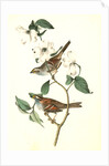 White-throated Finch. 1.Male. 2. Female. (Common Dogwood.) by John James Audubon