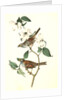White-throated Finch. 1.Male. 2. Female. (Common Dogwood.) by John James Audubon