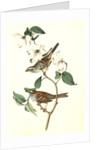 White-throated Finch. 1.Male. 2. Female. (Common Dogwood.) by John James Audubon