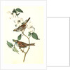 White-throated Finch. 1.Male. 2. Female. (Common Dogwood.) by John James Audubon