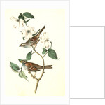 White-throated Finch. 1.Male. 2. Female. (Common Dogwood.) by John James Audubon