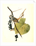 White-crowned Finch. 1.Male. 2. Female. (Wild Summer Grape.) by John James Audubon