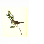 Black-and-yellow-crowned Finch by John James Audubon