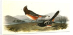 Arctic Ground Finch by John James Audubon