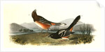 Arctic Ground Finch by John James Audubon