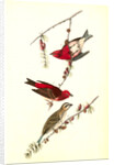 Crested Purple Finch by John James Audubon