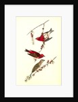 Crested Purple Finch by John James Audubon