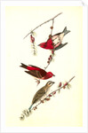 Crested Purple Finch by John James Audubon