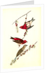 Crested Purple Finch by John James Audubon