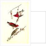 Crested Purple Finch by John James Audubon