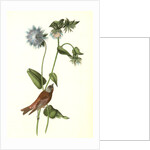 Gray-crowned Purple Finch. Male. (Stocessa cyanea.) by John James Audubon