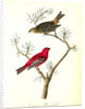 Common Pine-finch by John James Audubon