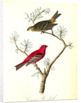 Common Pine-finch by John James Audubon