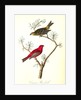 Common Pine-finch by John James Audubon