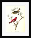 Common Pine-finch by John James Audubon
