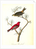 Common Pine-finch by John James Audubon