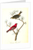 Common Pine-finch by John James Audubon