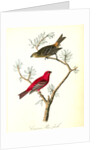 Common Pine-finch by John James Audubon
