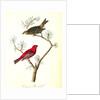 Common Pine-finch by John James Audubon
