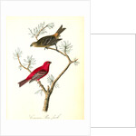 Common Pine-finch by John James Audubon