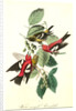 White-winged Crossbill by John James Audubon
