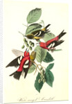 White-winged Crossbill by John James Audubon