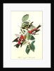 White-winged Crossbill by John James Audubon