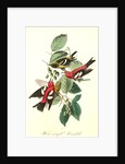 White-winged Crossbill by John James Audubon