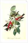 White-winged Crossbill by John James Audubon
