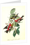 White-winged Crossbill by John James Audubon