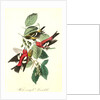White-winged Crossbill by John James Audubon