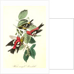 White-winged Crossbill by John James Audubon