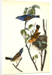 Blue Song Grosbeak by John James Audubon