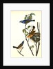 Blue Song Grosbeak by John James Audubon