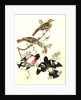 Rose-breasted Song Grosbeak by John James Audubon