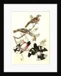 Rose-breasted Song Grosbeak by John James Audubon