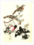Rose-breasted Song Grosbeak by John James Audubon