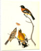 Black-headed Song-Grosbeak by John James Audubon