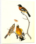 Black-headed Song-Grosbeak by John James Audubon